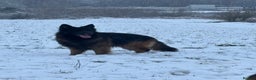German Shepherd dogs for stud: Hector DNA ,Hips,Elbows perfec.STUD GSD long hair  in Doncaster - Advert 14