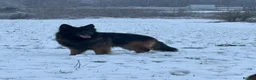 German Shepherd dogs for stud: Hector DNA ,Hips,Elbows perfec.STUD GSD long hair  in Doncaster - Advert 14