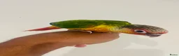 Conures birds for sale: Hand reared conures for sale  - Advert 11