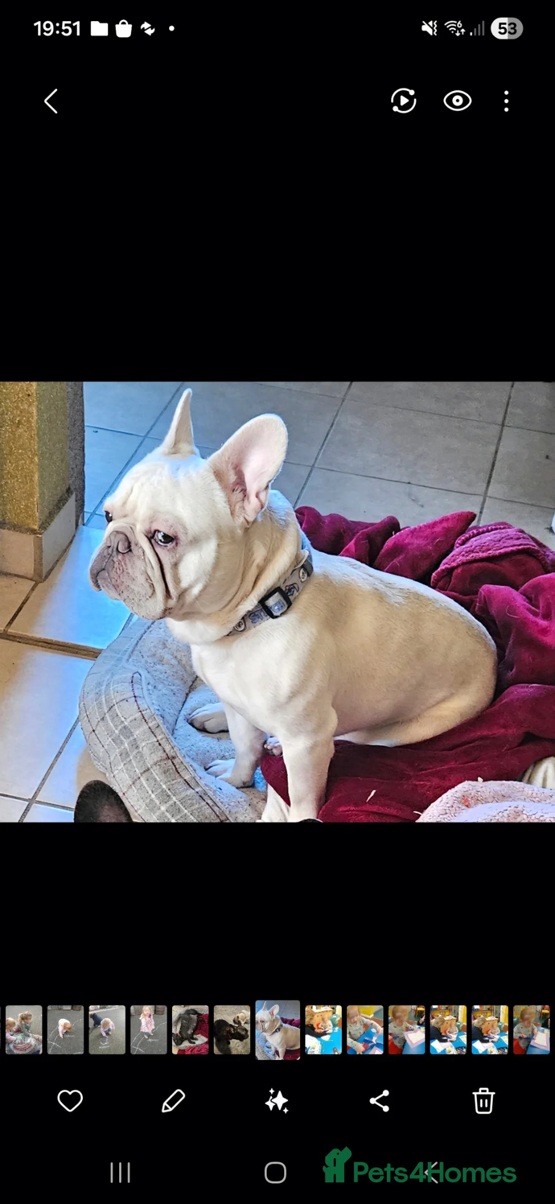 French Bulldog dogs for sale: Platinum french bulldog for rehoming - Advert 3