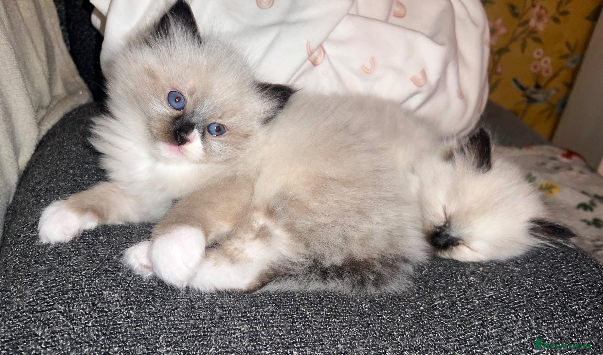 Ragdoll cats Ragdoll kittens  - Advert 3
