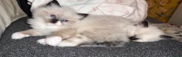 Ragdoll cats for sale: Ragdoll kittens  in Doncaster - Advert 1