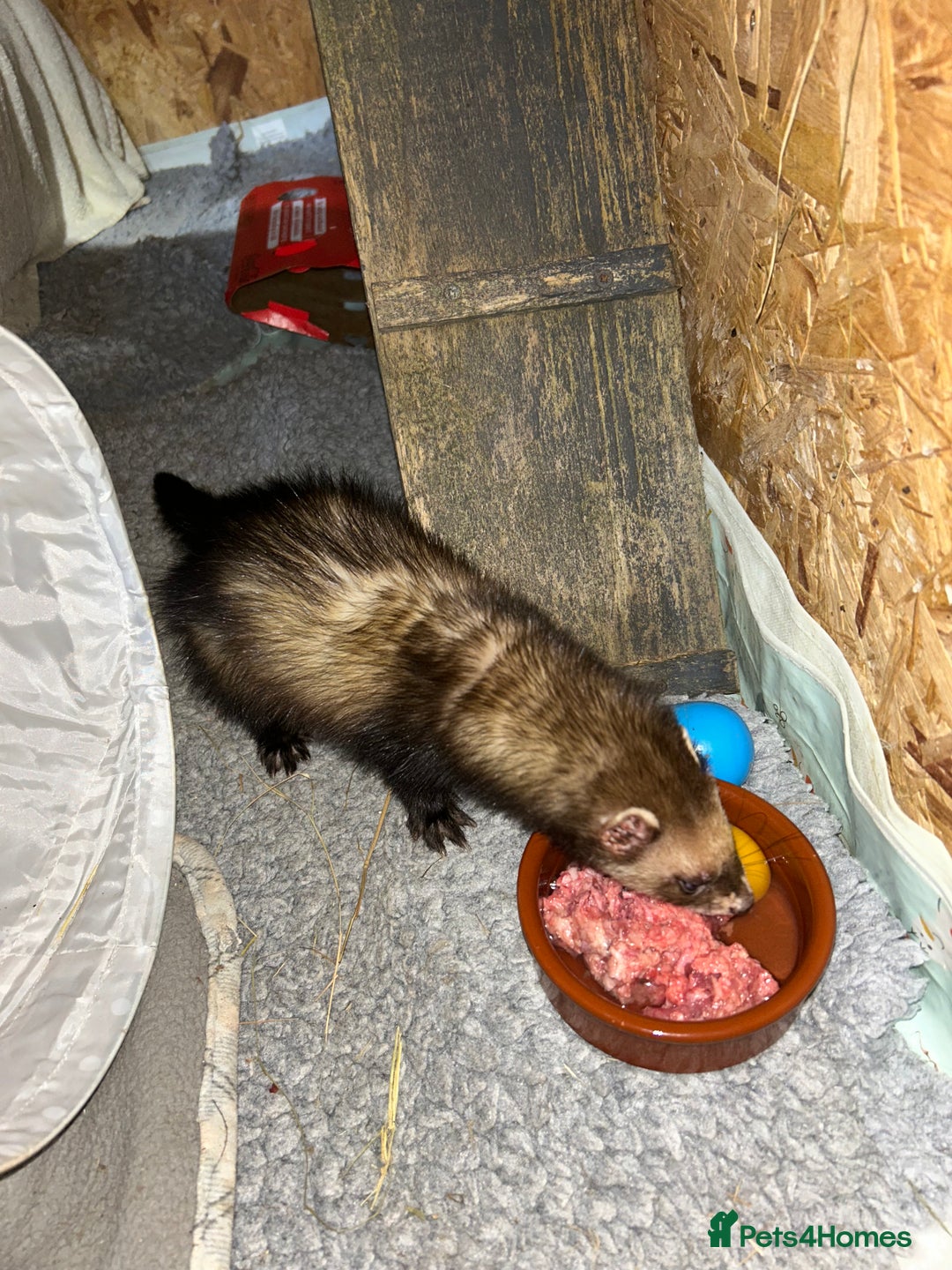 Ferret rodents for sale: Ferret/pole cat  - Advert 3