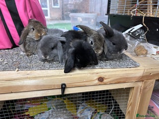 Mini Lop rabbits Multiple Litters of BRC rung baby Minilops - Advert 1