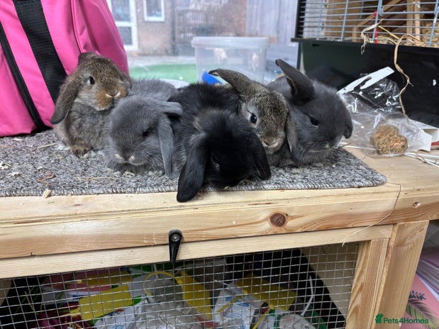 Mini Lop rabbits Multiple Litters of BRC rung baby Minilops - Advert 3