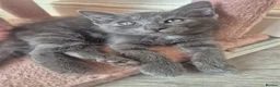 Norwegian Forest Cat cats for sale: Norwegian forest mixed Russian blue - Advert 5