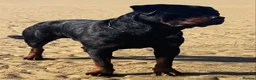 Rottweiler dogs for stud: Alfie  - Advert 13