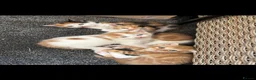 Mixed Breed cats for sale: 5 gorgeous kittens for sale  - Advert 11