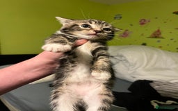 British Shorthair cats for sale: British short hairs  - Advert 7