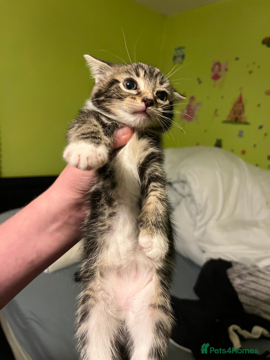 British Shorthair cats for sale: British short hairs  - Advert 7