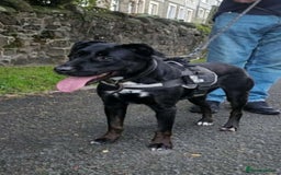 Mixed Breed dogs for sale: Rottweiler x English Bull terrior bitch - Advert 3