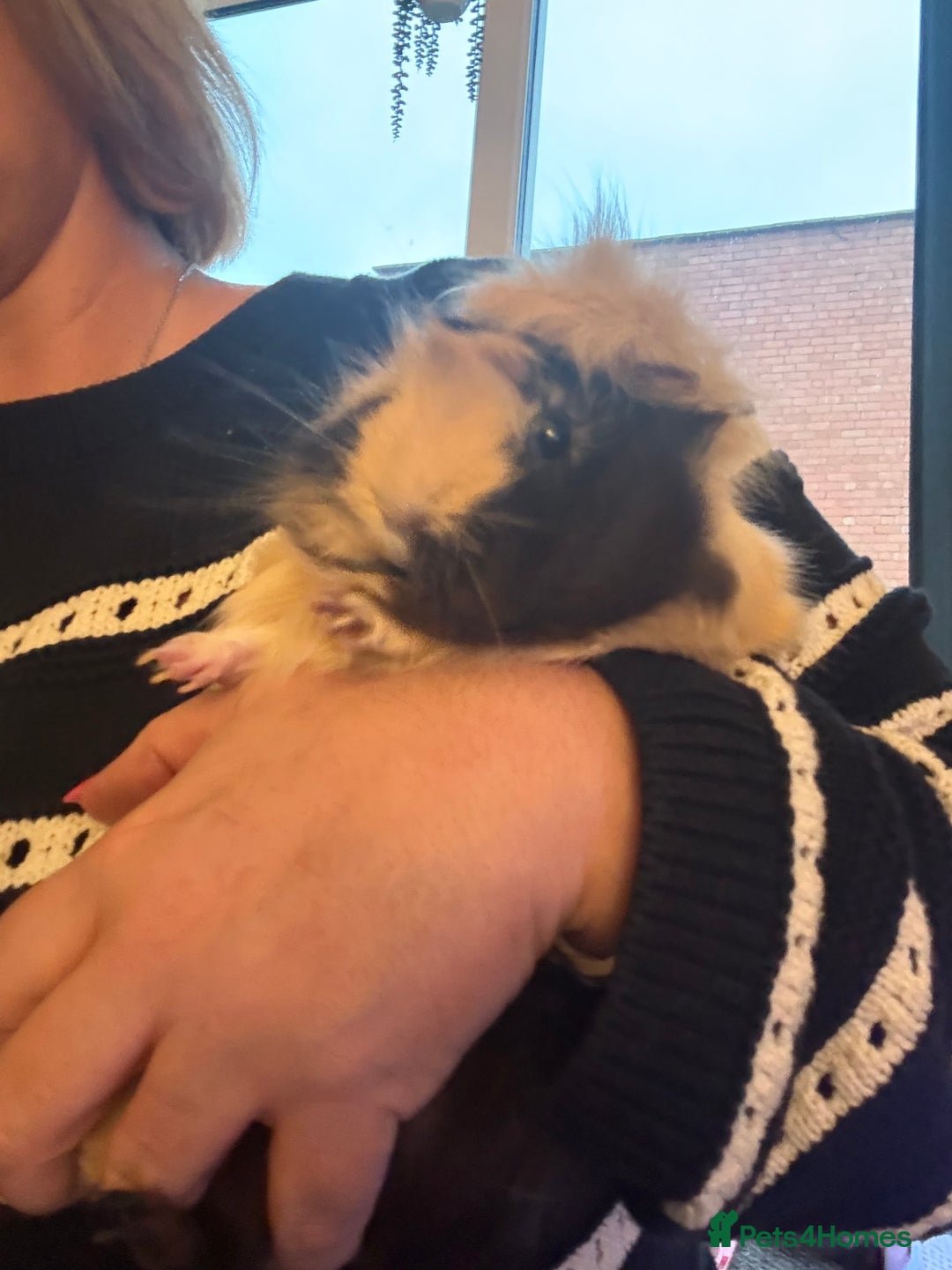 Guinea Pig rodents for sale: Beautiful guinea pig girls - Advert 3