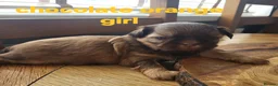 Shih Tzu dogs for sale: Quality shih tzu  - Advert 4