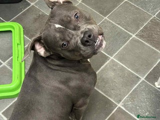 American Bully dogs Female Pocket Bully - Advert 15