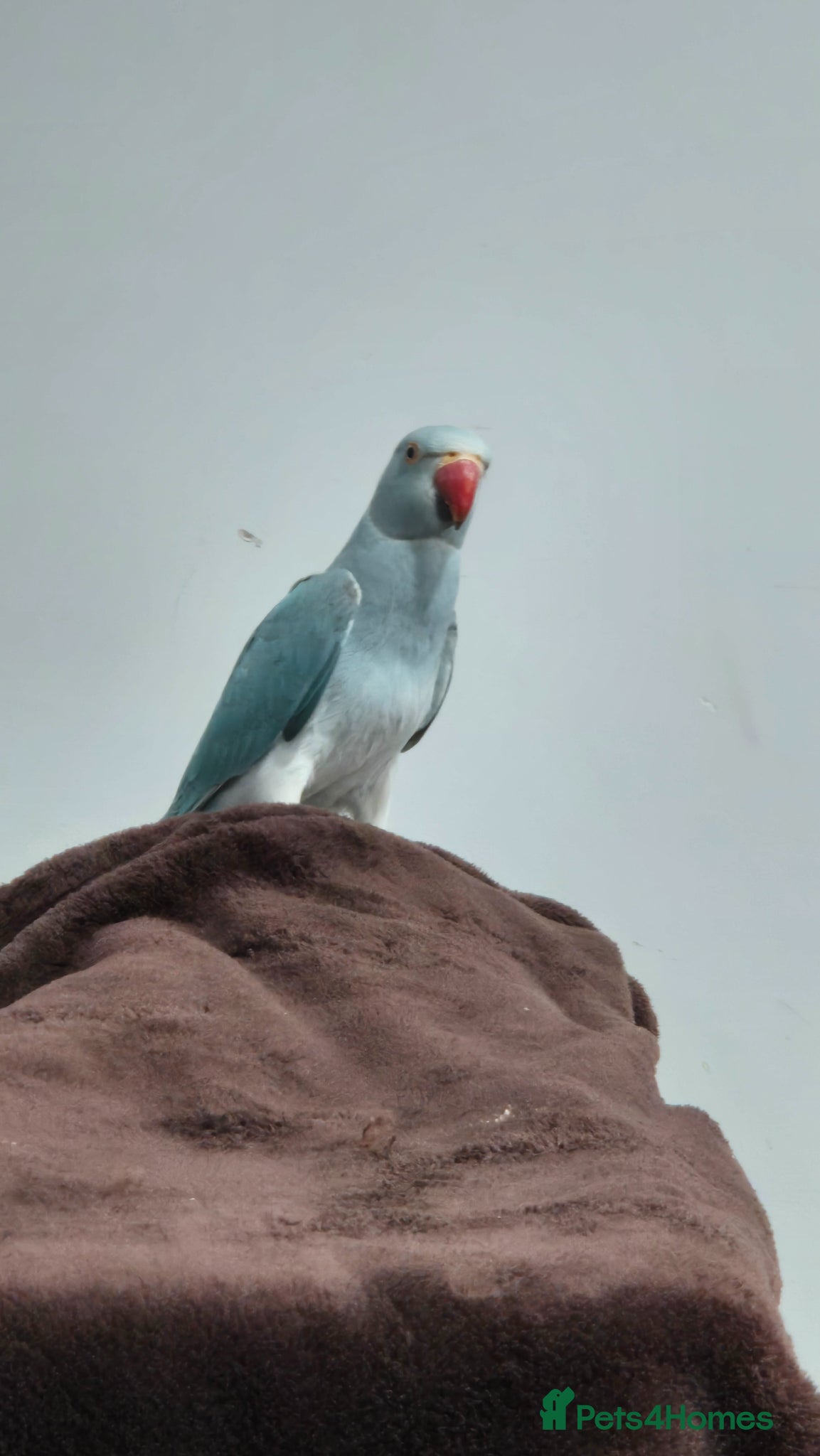 Ringnecks birds Blue indian ringneck parrot - Advert 1