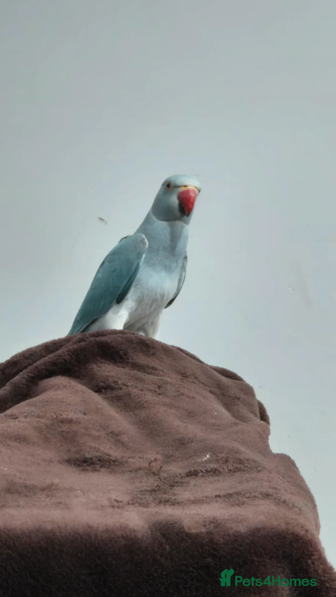 Ringnecks birds for sale: Blue indian ringneck parrot - Advert 1