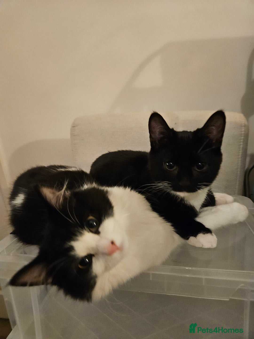 Mixed Breed cats for sale: Fluffy longhaired kitten for sale - Advert 3