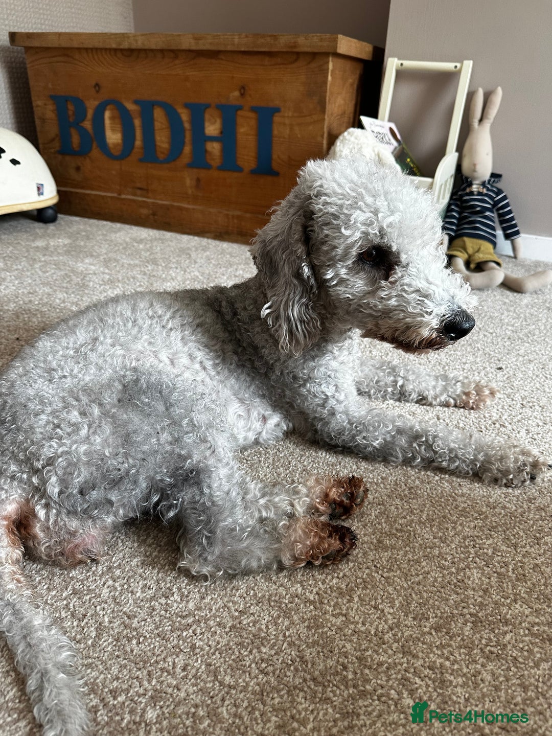Bedlington Terrier dogs for sale: 5 pure breed bedlingtons for sale KC in Chesterfield - Image 3