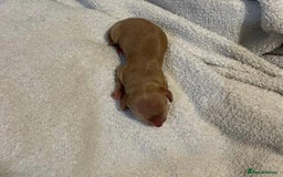 Dachshund dogs for sale: Dachshund Puppies - Image 19