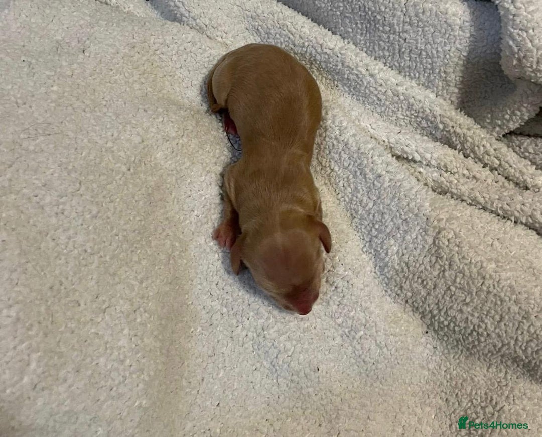 Dachshund dogs for sale: Dachshund Puppies - Image 19