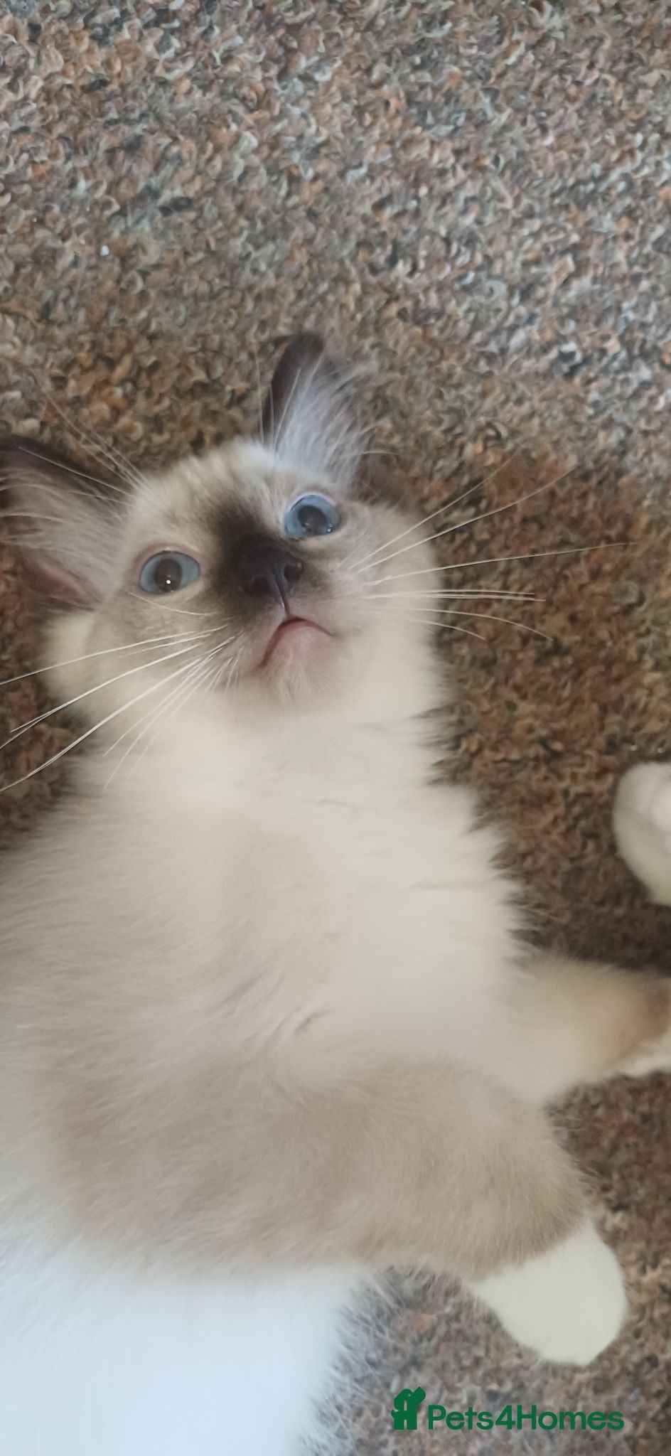 Ragdoll cats Beautiful Ragdoll kittens Ready for new homes. - Advert 1
