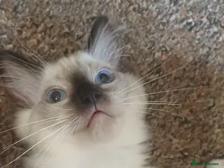Ragdoll cats Beautiful Ragdoll kittens Ready for new homes. - Advert 1
