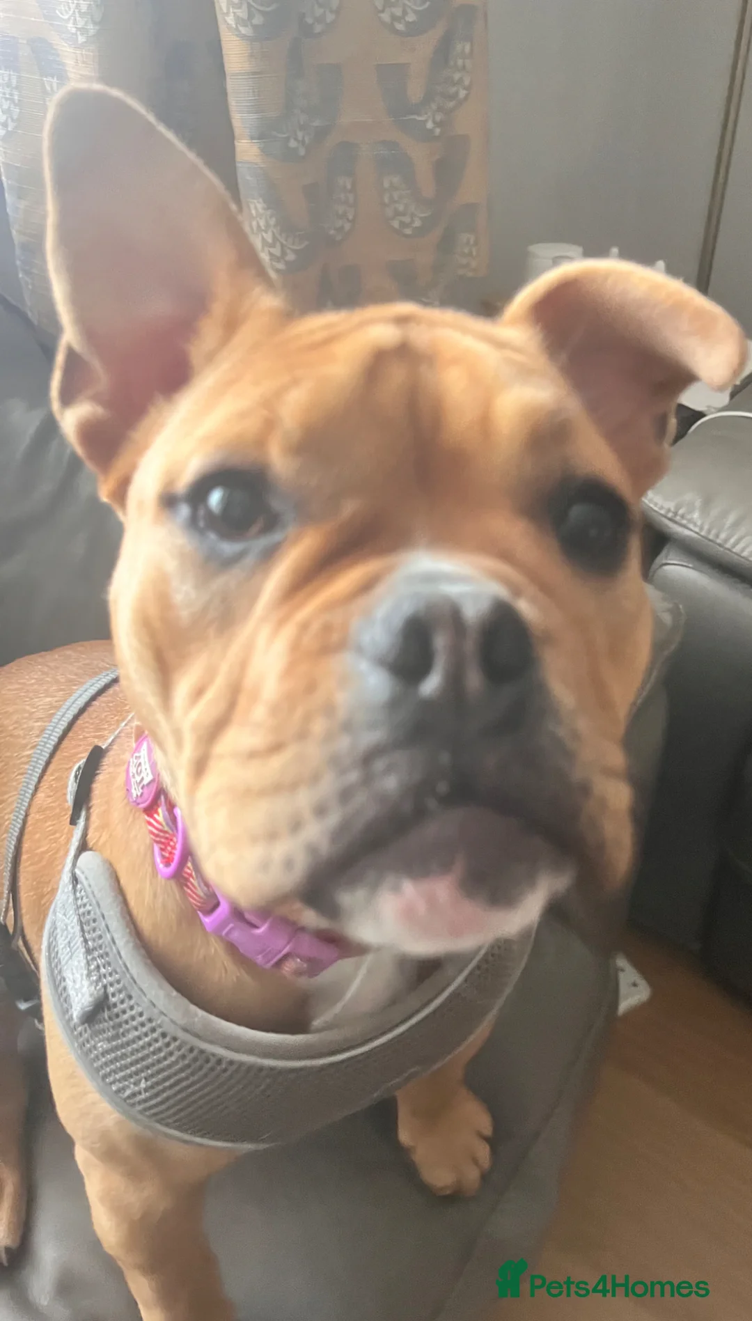 American Bulldog dogs for sale: Pocket bully  - Advert 2