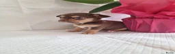 Chihuahua dogs for sale: Exceptional Home-Raised Chihuahua Puppies in Luton - Advert 5