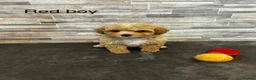Poochon dogs for sale: Beautiful Pochoon puppies!! - Advert 4