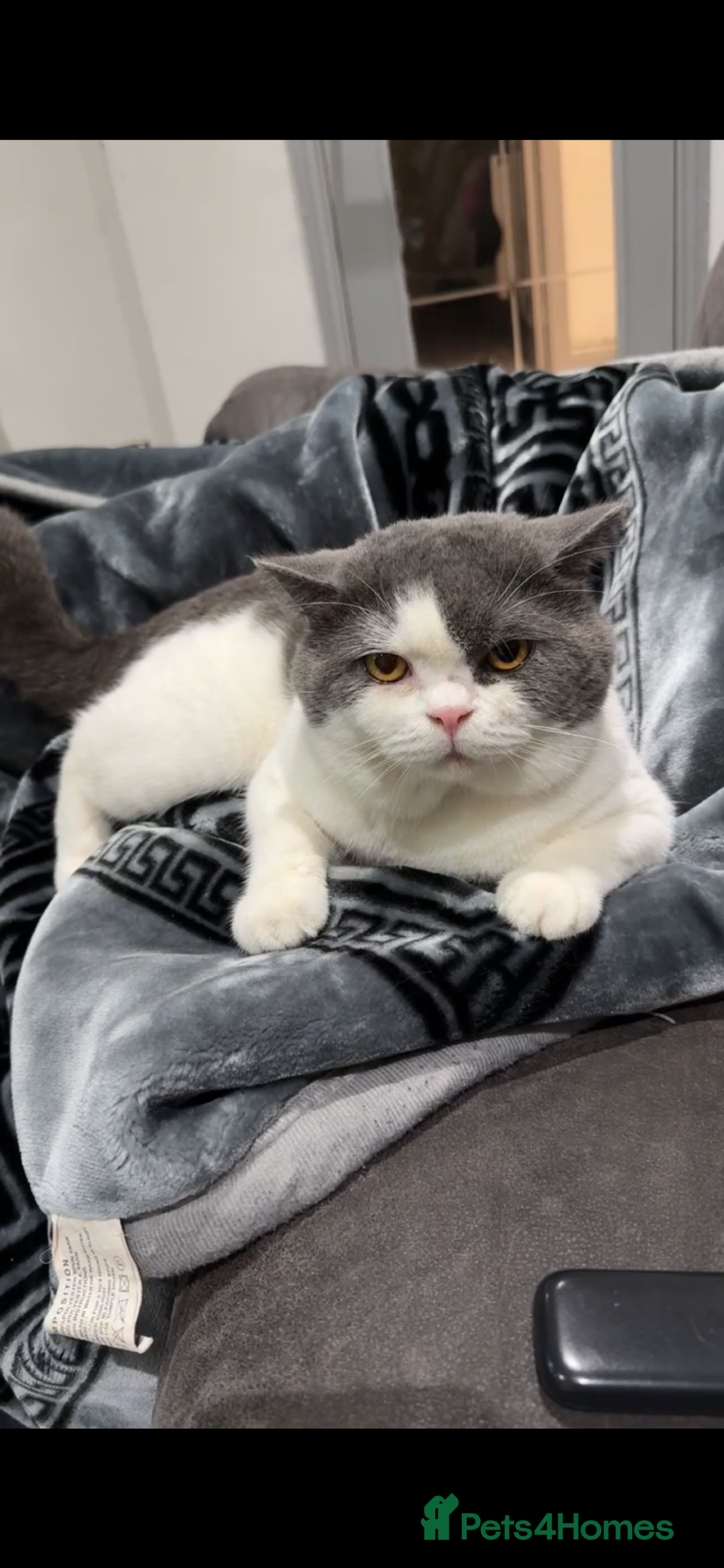 British Shorthair cats for sale: Beautiful British shorthair kittens 🐈  - Advert 10