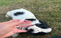 Cocker Spaniel dogs for sale: READY NOW Show potential cocker pups black white in Birmingham - Image 7