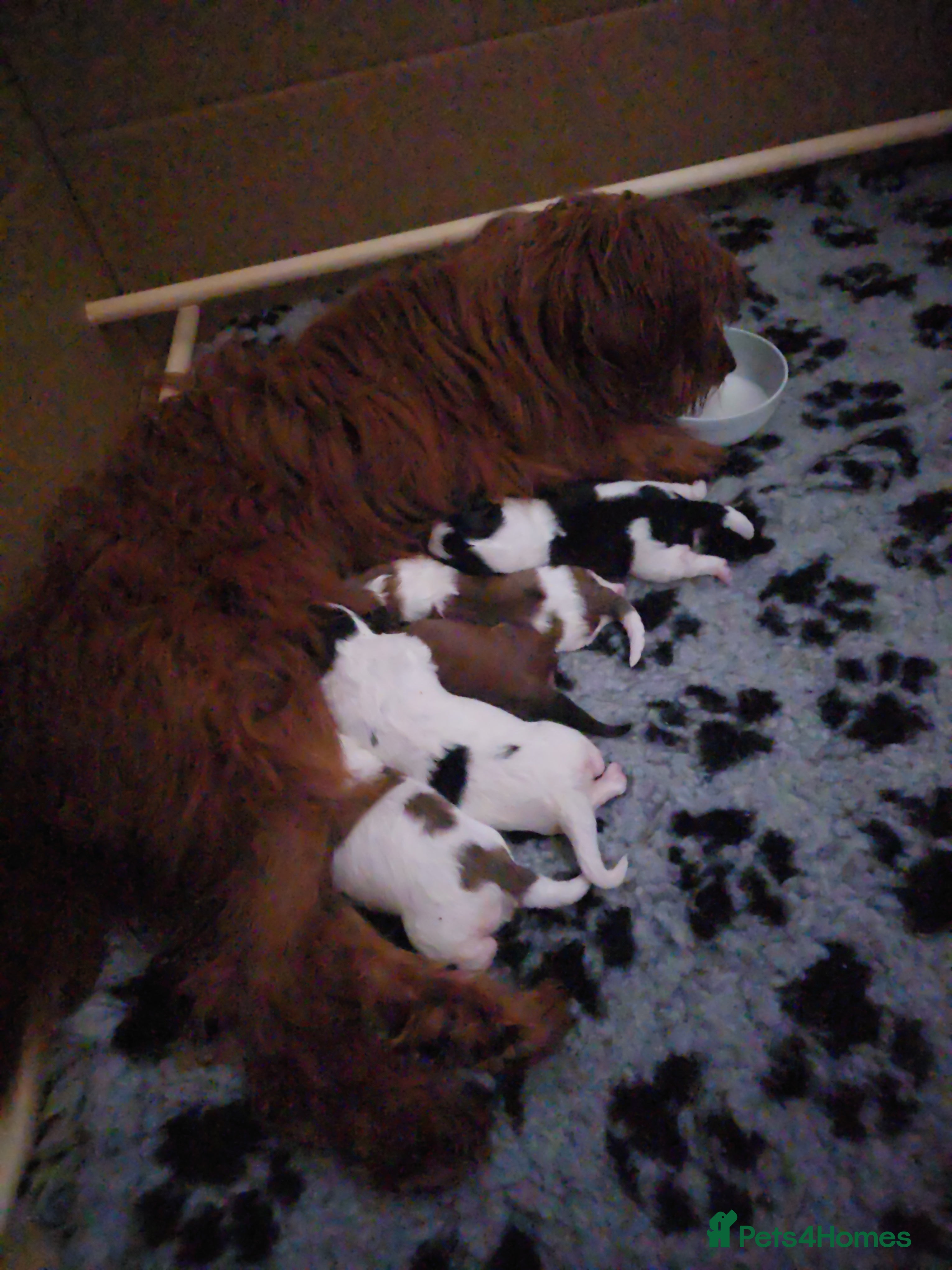 Mixed Breed dogs Beautiful litter of pomshis  - Advert 5