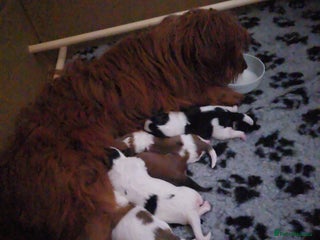 Mixed Breed dogs Beautiful litter of pomshis - Advert 3