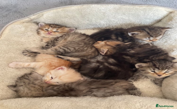 Siberian cats - Advert 1