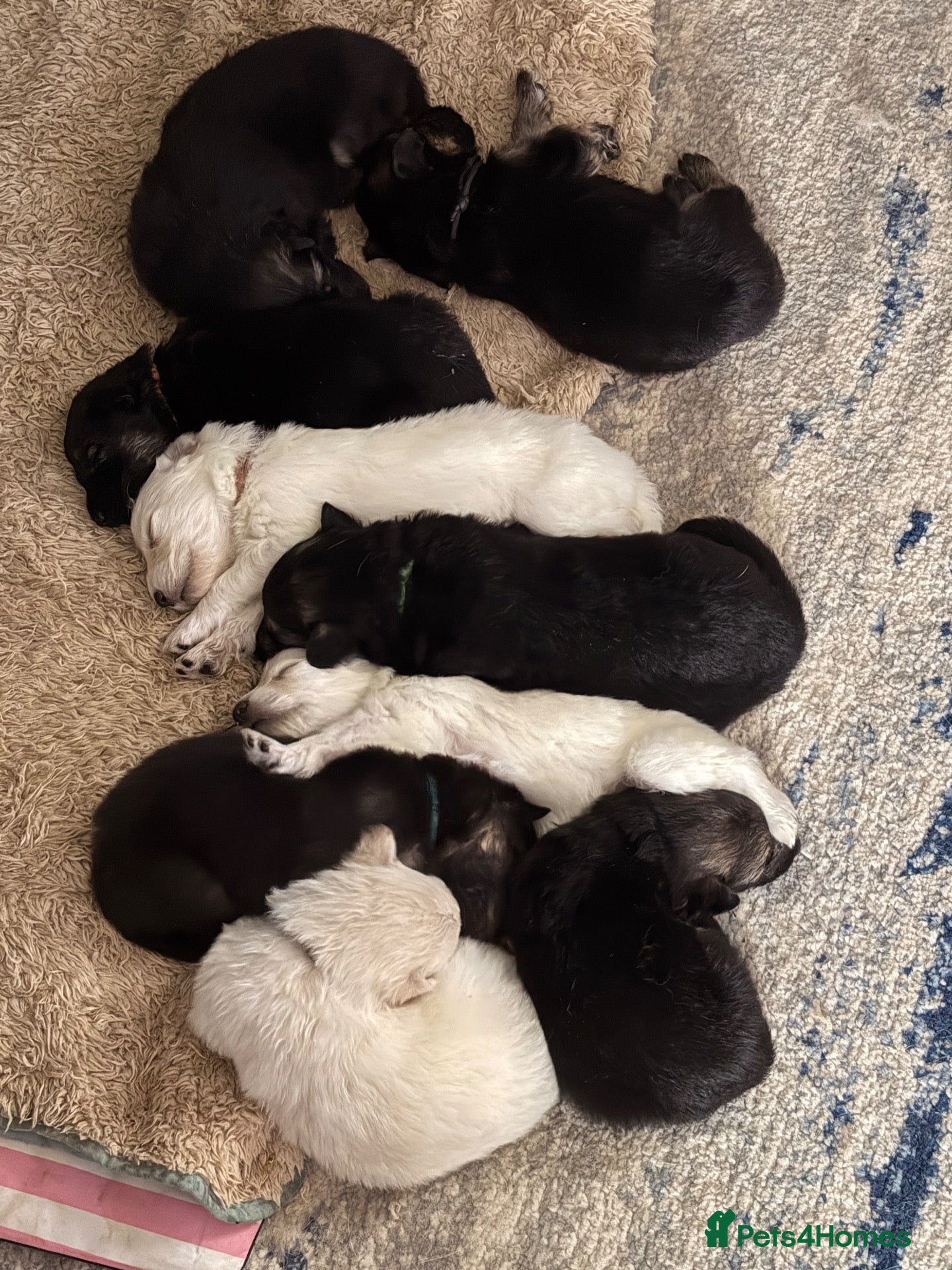 German Shepherd dogs Pedigree long haired German Shepherd puppies - Advert 2