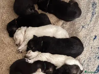 German Shepherd dogs Pedigree long haired German Shepherd puppies - Advert 1