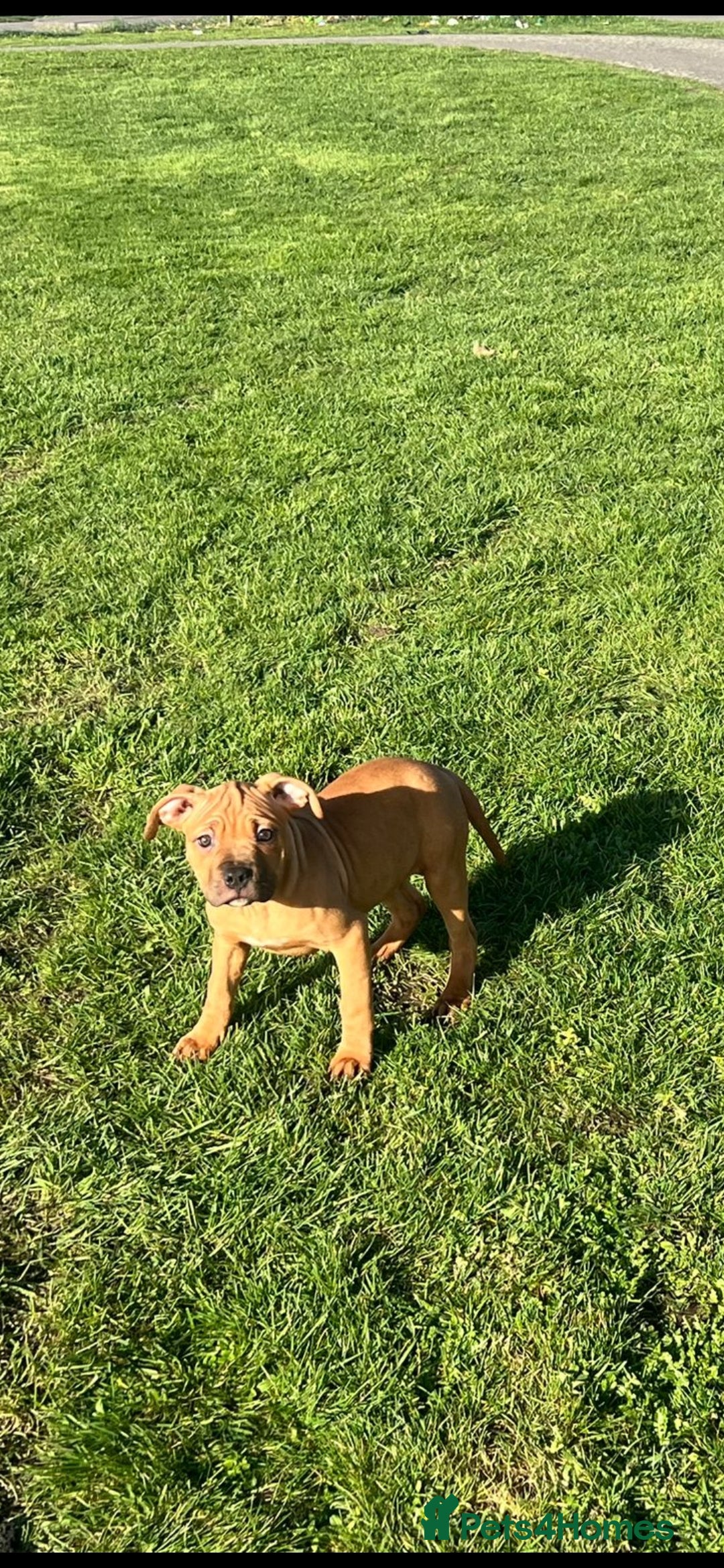 American Bulldog dogs American bulldogs puppies  - Advert 6