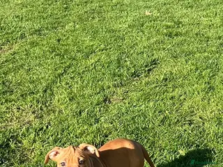 American Bulldog dogs American bulldogs puppies - Advert 6