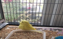Budgerigars birds for sale: Beautiful baby budgies  - Image 4