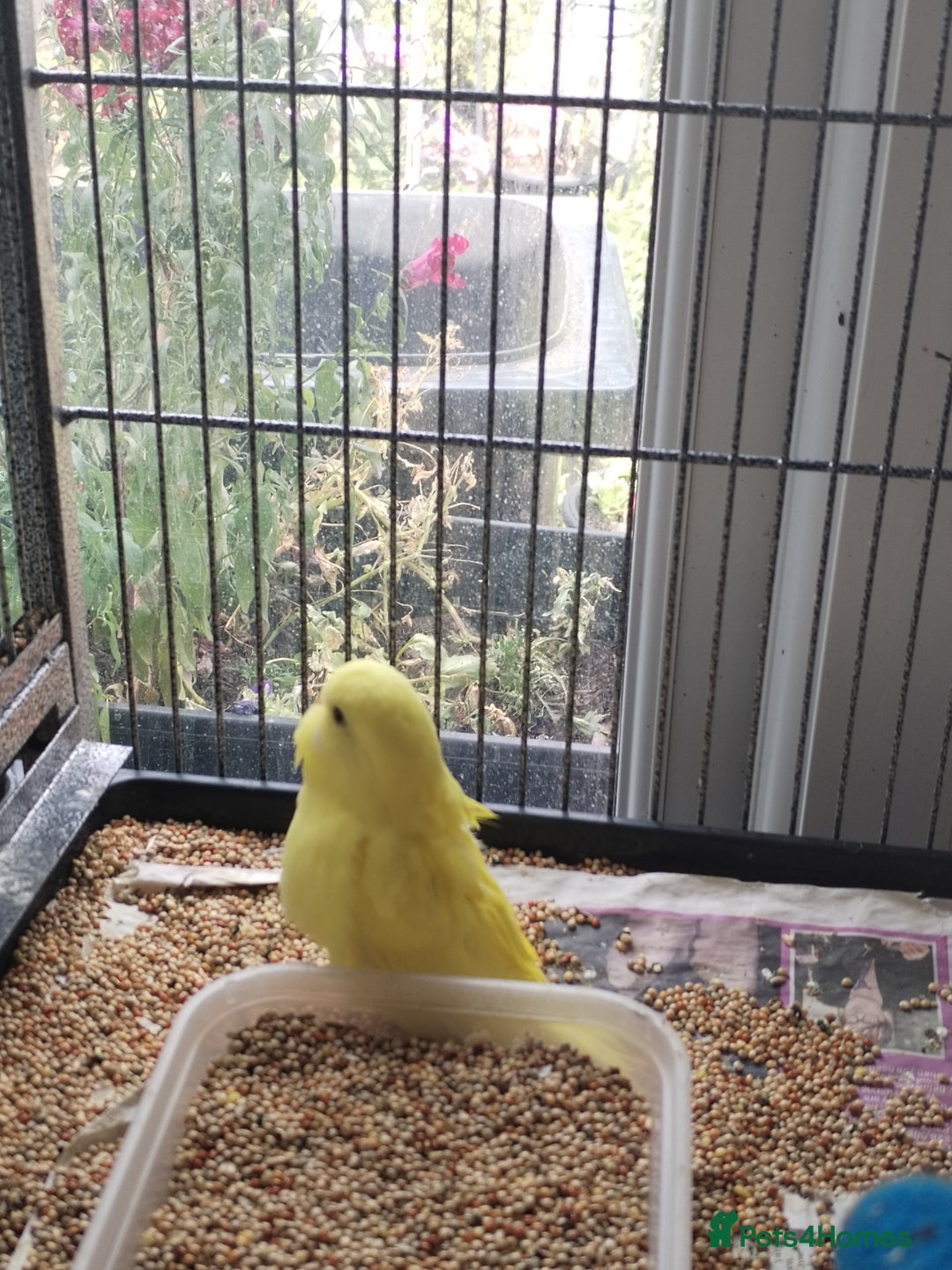 Budgerigars birds for sale: Beautiful baby budgies  - Image 4