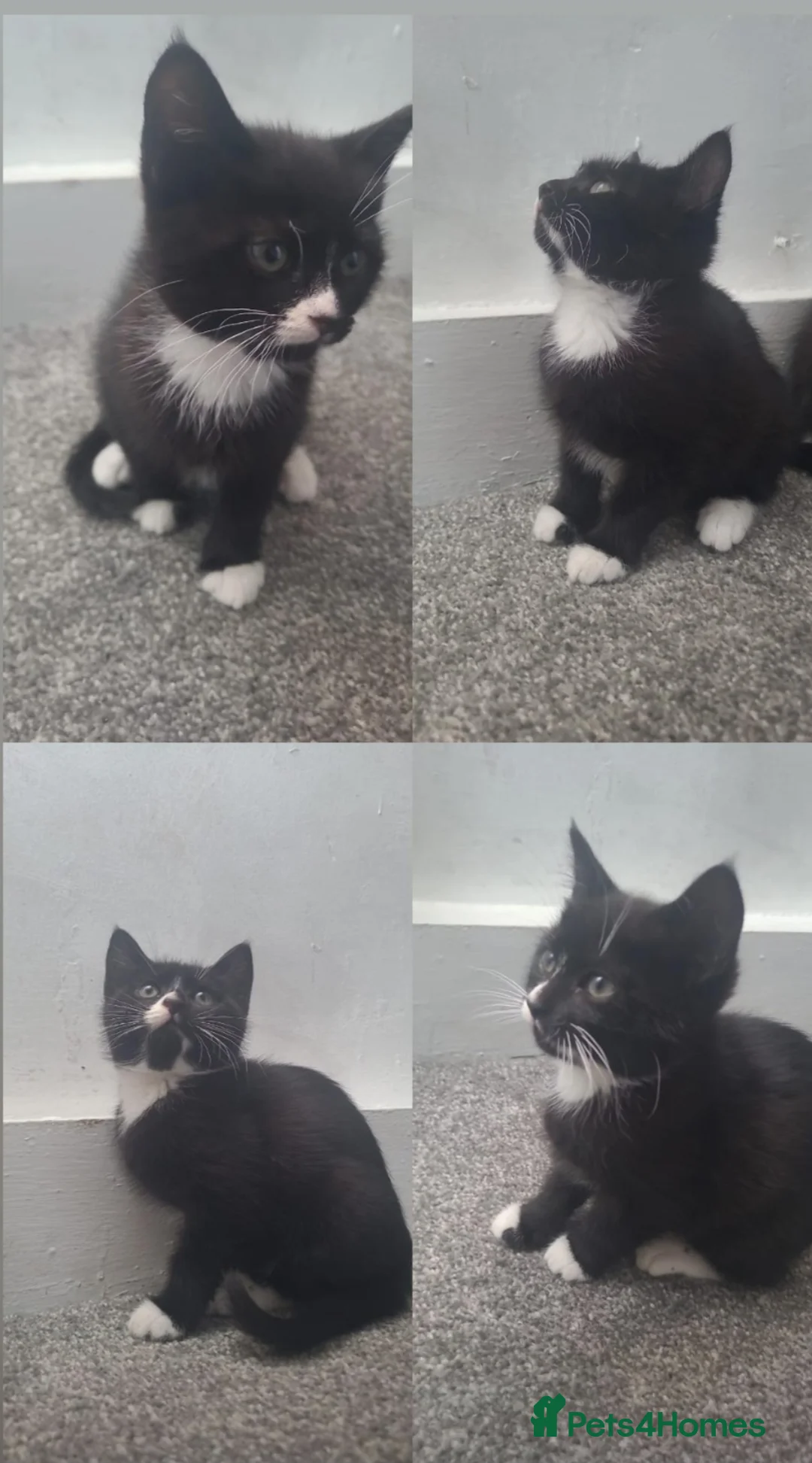 Mixed Breed cats for sale: 4 Gorgeous kittens for sale! in Gateshead - Advert 2