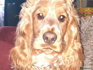 Cocker Spaniel dogs Kc gold show Cocker spaniel - Advert 8