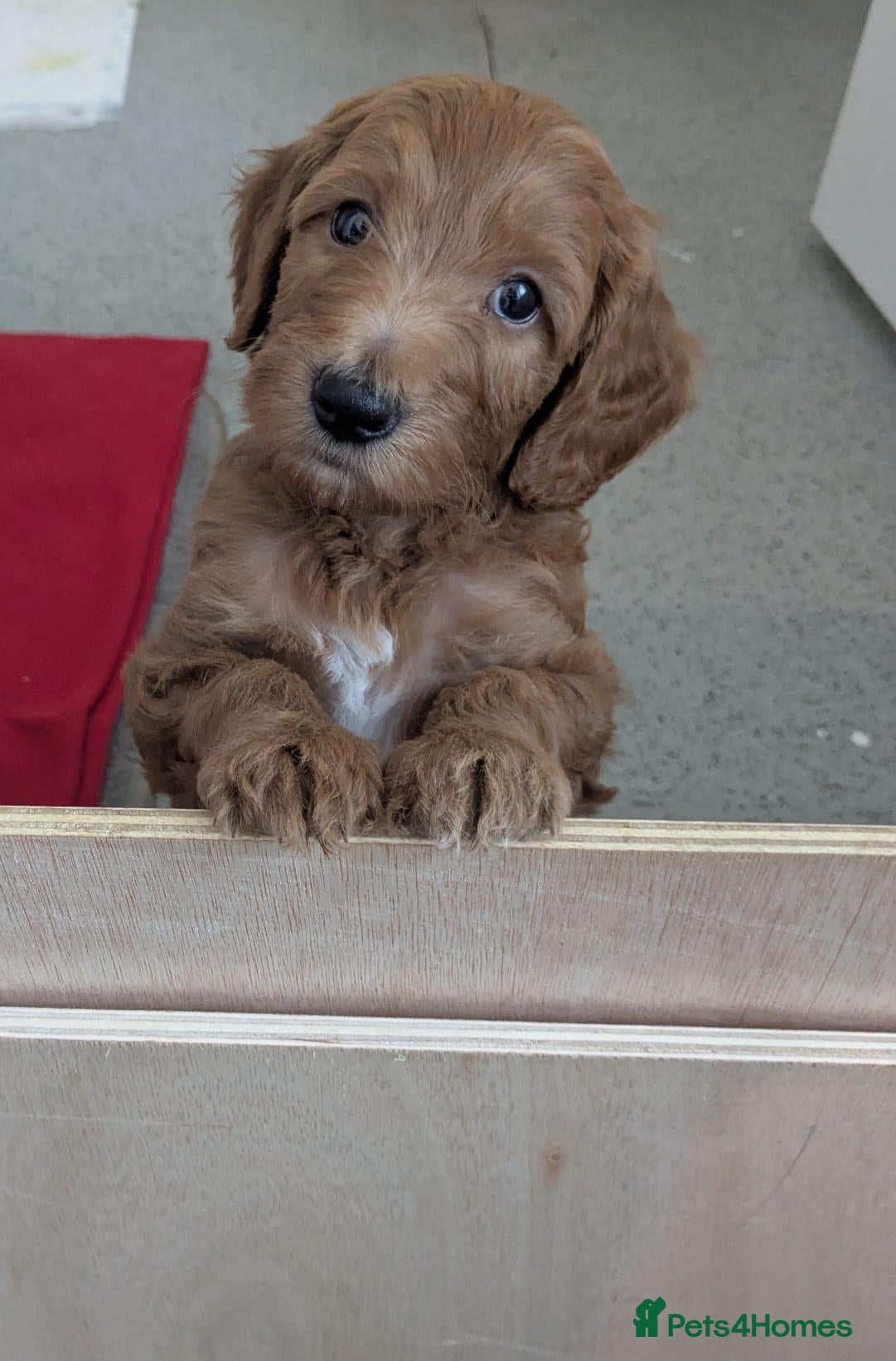 Goldendoodle dogs F1B Golden doodle Puppies  - Advert 8