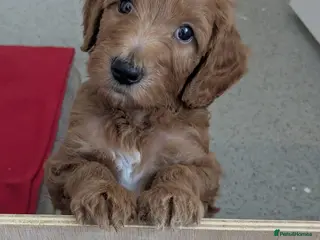 Goldendoodle dogs F1B Golden doodle Puppies - Advert 8