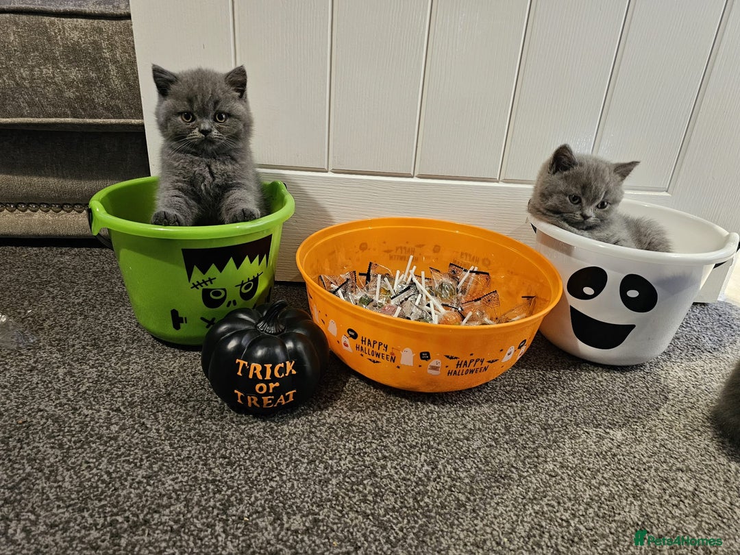 British Shorthair cats for sale: British Blues 🐻💙 - Image 16