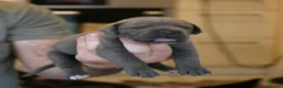 Cane Corso dogs for sale: 11 blue beautiful cane corso puppies 3.5week old in Northwich - Advert 6