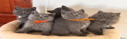 British Shorthair cats for sale: TICA Active British shorthair and longhair male in Bridgnorth - Advert 13
