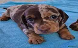 Miniature Dachshund dogs for sale: Miniature Daschund, chocolate & tan dapple smooth - Image 1