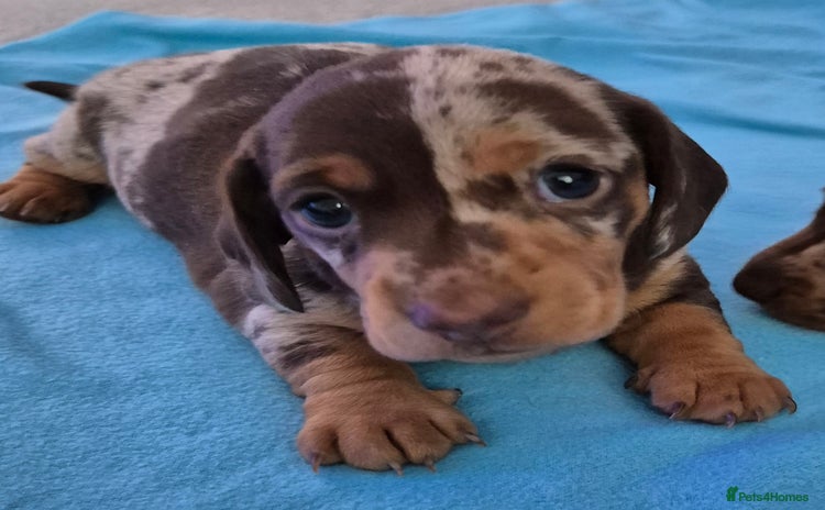 Miniature Dachshund dogs - Advert 12