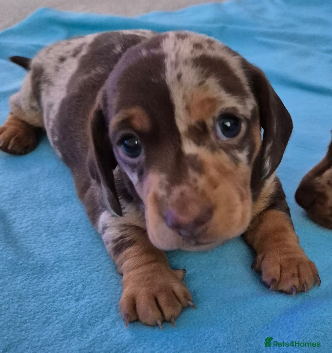 Miniature Dachshund dogs for sale: Miniature Daschund, chocolate & tan dapple smooth - Image 1